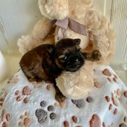 Brock - Black Shih Tzu puppy in Covington, Louisiana from Oakview Kennels