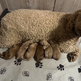 Goldendoodle puppies from Southern Country Doodles