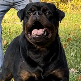 Seiko - Rottweiler