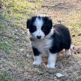 Felix - Black and white male Border Collie puppy in Mckinney, Texas from Border Collies of Ruidoso