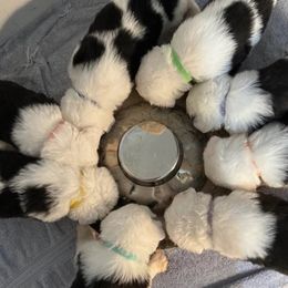 Old English Sheepdogs from Blue Denium's Old English Sheepdogs