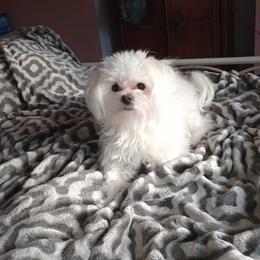 Maltese All Grown Up from Purely Maltese