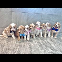 Goldendoodle Puppies from The Doodle House