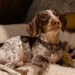 Cooper - Dachshund