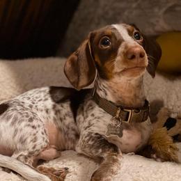 Cooper - Dachshund