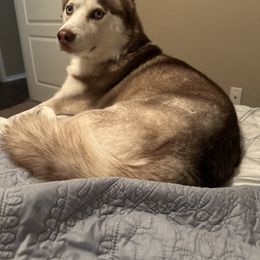 Siberian Husky All Grown Up from ETX Huskies