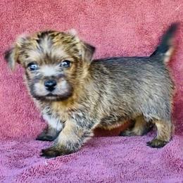 Ella's Girl - Red wheaten female Norfolk Terrier puppy in Bristol, Tennessee from Holston Hollow Farm