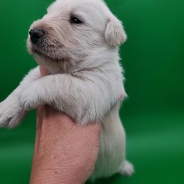 Snowball - Wheaten male Scottish Terrier puppy in Crossville, Tennessee from Cavern Kennels