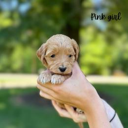 Pink girl - Red  female Goldendoodle puppy in Valdese, North Carolina from Doodling All Day Goldendoodles