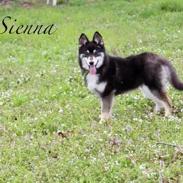 Sienna - Black and white female Pomsky puppy in Murfreesboro, Tennessee from Middle Tennessee Pomskies