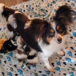 Calypso (Callie) - Papillon