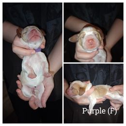 Purple - Lemon and white female Basset Hound puppy in Highland, Michigan from Dream Hounds of Michigan