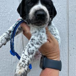 Blue - Black roan male German Shorthaired Pointer puppy in Newton Grove, North Carolina from Wayalife Labradors & Gsp’s