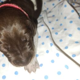 Pink - Liver roan female German Shorthaired Pointer puppy in Marble, North Carolina from Dancin' German Shorthaired Pointer's