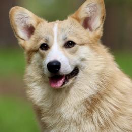Mila - Pembroke Welsh Corgi