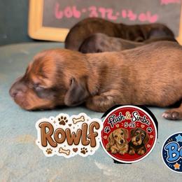 Rowlf - Brindle male Dachshund puppy in Livingston, Kentucky from Illyria Dox & GSD
