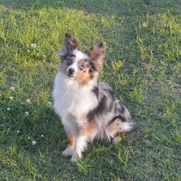 Titan - Toy Australian Shepherd