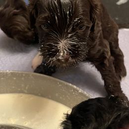 Portuguese Water Dog Puppies from Amada Portuguese Water Dogs
