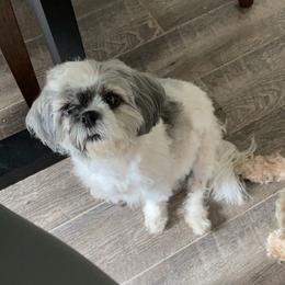 Zuri - Shih Tzu