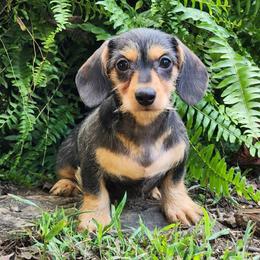 Espresso - Black and tan female Dachshund puppy in Mount Sherman, Kentucky from Kaleidoscope Dachshunds and Whippets