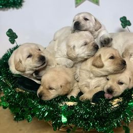 Labrador Retrievers from Mason Dixon Labradors