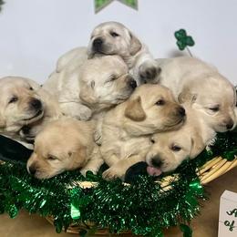 Labrador Retrievers from Mason Dixon Labradors
