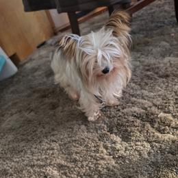 Eleanor - Yorkshire Terrier