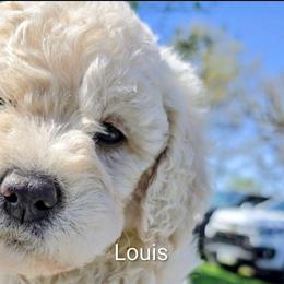 Louis - Cream male Goldendoodle puppy in Red Oak, Iowa from Fisher Pups-Stay Golden with a Doodle