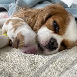 Cavalier King Charles Spaniel Puppies from Chestnut Valley Cavs