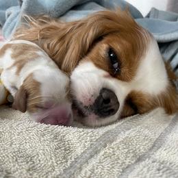 Cavalier King Charles Spaniel Puppies from Chestnut Valley Cavs