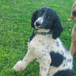 Angie - Poodle
