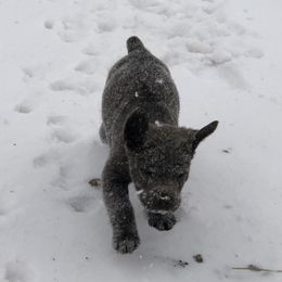 Cane Corso and Lowchen Puppies from High Royal Kennel