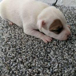 Eye Spot girl - Tri-colored female Parson Russell Terrier puppy in Phelan, California from Elite Parson Russells