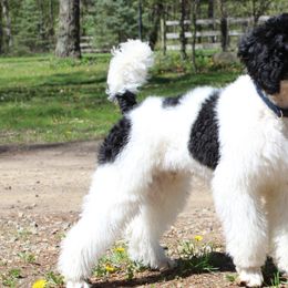 Assorted Doodle Crosses, Bernedoodles, Goldendoodles, and Poodles from Paramount Family Doodles