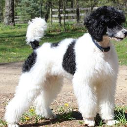 Assorted Doodle Crosses, Bernedoodles, Goldendoodles, and Poodles from Paramount Family Doodles