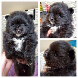 Tuxedo Jack - Black male Pomeranian puppy in Forsyth, Illinois from Brenda's Pomeranians - Amazing Grace Pomeranians