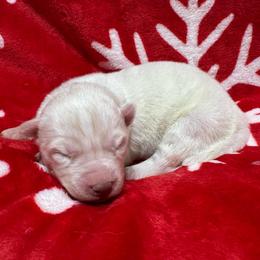 AKC Pearl - White female Siberian Husky puppy in Centreville, Maryland from Huskies By the Bay