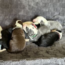 French Bulldogs and Sheepadoodles from Downtown Doodles & Frenchies