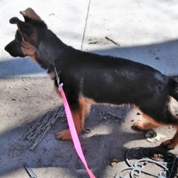 German Shepherds from Von Hoffen Shepherds