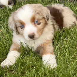 Girl 2 - female Miniature Australian Shepherd puppy in Molalla, Oregon from Yaw's Mini Aussies