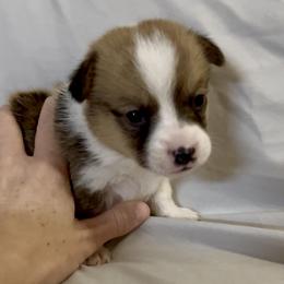Espeon - Red female Pembroke Welsh Corgi puppy in Deming, New Mexico from Sylvan Lane Corgis