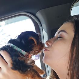 Yorkshire Terrier Puppies from Jackie Jenny’s Precious Yorkies