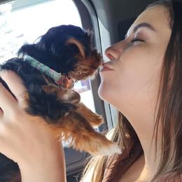 Yorkshire Terrier Puppies from Jackie Jenny’s Precious Yorkies