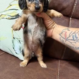 Alaska - Dapple female Dachshund puppy in Magnolia, Texas from Hillyard Ranch