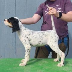 English Setter Puppies from Woodsway Kennel