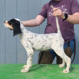 English Setter Puppies from Woodsway Kennel