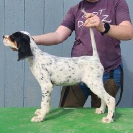 English Setter Puppies from Woodsway Kennel