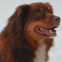 Ruby - Red tri-color female Australian Shepherd puppy in New Boston, New Hampshire from Painted Pup Australian Shepherds