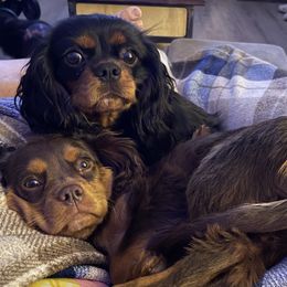 Cavalier King Charles Spaniels and Dachshunds from Cavalier Companions CO.