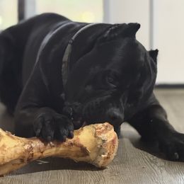 Achilles - Cane Corso